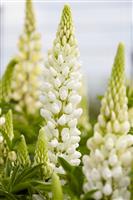Lupin Gallery White