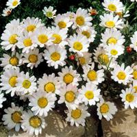 Anacyclus pyrethrum depressus
