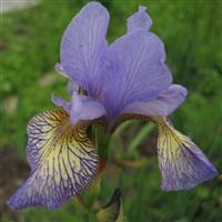 Iris sibirica 'Banish Misfortune'