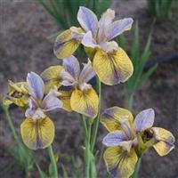 Iris sibirica 'Tipped in Blue'