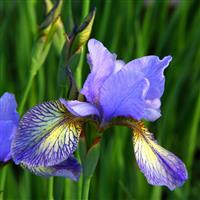 Iris sibirica 'Pennywhistle'