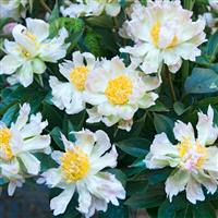 Paeonia lactiflora 'Green Lotus' - Peony