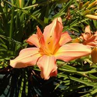 Hemerocallis 'Flower Basket'