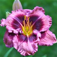 Hemerocallis 'Macbeth'