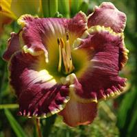 Hemerocallis 'Cape Breton'