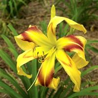 Hemerocallis 'Free Wheelin'