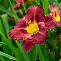 Hemerocallis 'Purplelicious'