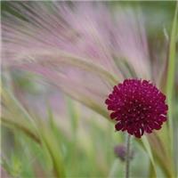 Knautia Macedonica -Red Knight