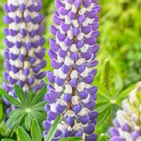 Lupinus West Country - Lupin King Canute