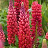 Lupinus West Country - Lupin Towering Inferno