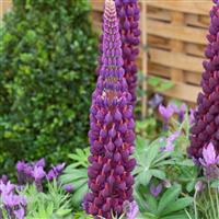 Lupinus West Country - Lupin Masterpiece