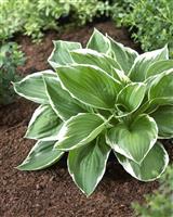Hosta Francee