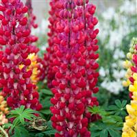 Lupinus West Country Lupin Red Rum