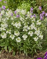 Erysimum Leya White - In Bud and Bloom
