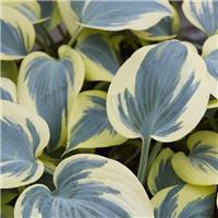 Hosta Ben Vernooij