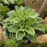 Hosta Christmas Tree