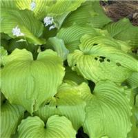 Hosta Dancing Queen