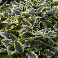 Hosta First Frost