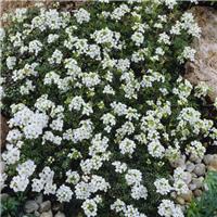 Pritzelago alpina 'Icecube'