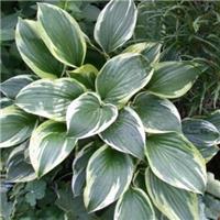 Hosta Independence