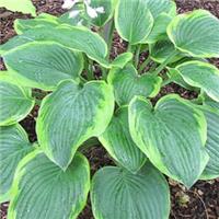 Hosta Mayan Moon