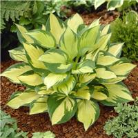 Hosta Morning Star