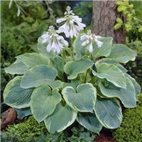 Hosta Northern Exposure