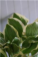 Hosta 'Poker'