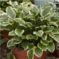 Hosta So Sweet