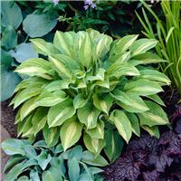 Hosta 'Striptease'