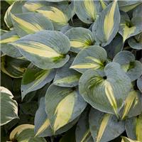 Hosta 'Touch of Class'