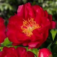 Paeonia Ellen Cowley - Peony