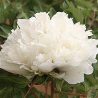 Paeonia Rockii-Flare Carte Blanche - Peony