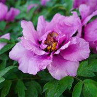 Paeonia Rockii-Flare Vintage - Peony