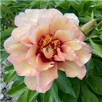 Paeonia Andersons Kaleidoscope - Peony