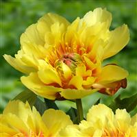 Paeonia Border Charm - Peony