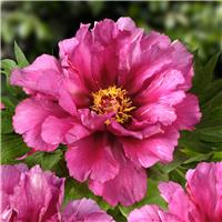 Paeonia Itoh Morning Lilac - Peony