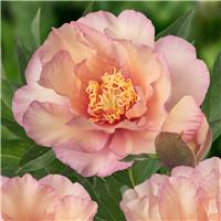 Paeonia Itoh Scrumdidleumptious - Peony