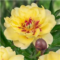 Paeonia Itoh Yellow Waterlily - Peony