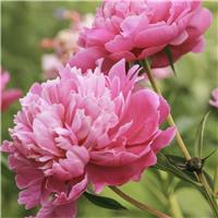 Paeonia lactiflora Pioen Roze - Peony - In Bud & Bloom