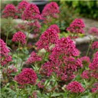 Centranthus Ruber Pretty Betsy - Valerian