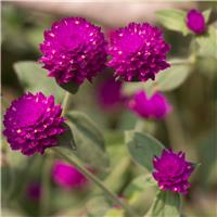 Gomphrena globosa - Globe Amaranth