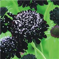 Scabiosa Black Knight - Pincushion Flower - Scabious