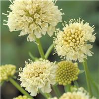 Scabiosa Fata Morgana - Pincushion Flower - Scabious