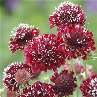 Scabiosa Fire King - Pincushion Flower - Scabious