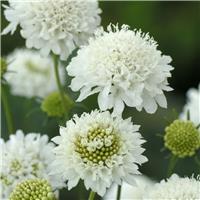 Scabiosa Snowmaiden - Pincushion Flower Scabious
