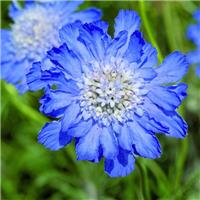 Scabiosa caucasica Fama Deep Blue - Pincushion Flower - Scabious