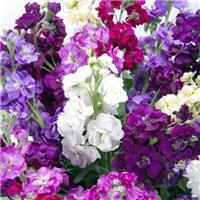 Matthiola Mammoth Excelsior Mixture - Fragrant Column Stock Plant