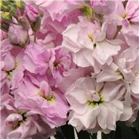 Matthiola Incana 'Katz Cherry Blossom' - Fragrant Column Stock Plant