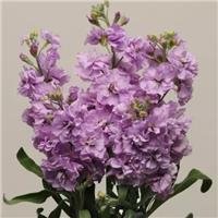 Matthiola Incana 'Katz Light Lavender' - Fragrant Column Stock Plant